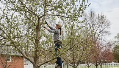 Arborist pruning apple tree in Indianapolis IN backyard orchard for Chop Chop Tree service