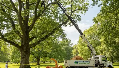 Professional tree removal service in Indianapolis IN by certified arborists
