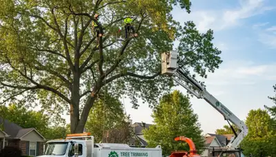 Professional tree removal service in Indianapolis IN safely cutting large tree branches