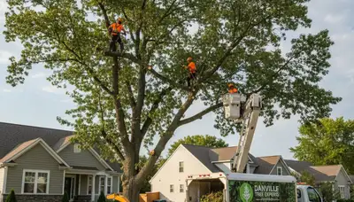 Professional tree removal service in Indianapolis IN by certified arborists