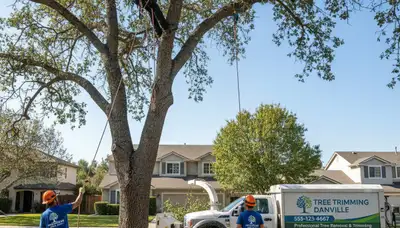 Professional tree removal service in Indianapolis IN by certified arborists