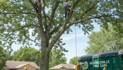 Professional tree removal service in Indianapolis IN safely cutting down large oak tree