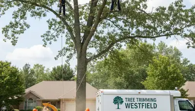 Professional tree removal service in Indianapolis IN by expert local arborists