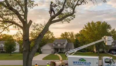Professional tree removal service in Indianapolis IN safely cutting large oak branches