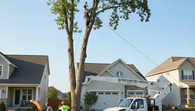 Professional tree removal service in Indianapolis IN by certified arborists