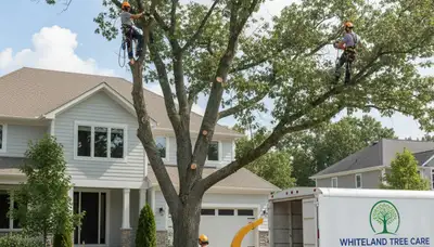 Professional tree removal service in Indianapolis IN removing large oak safely