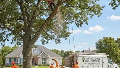 Professional tree removal service in Indianapolis IN by certified arborists