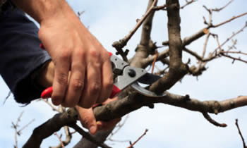 Tree Pruning in Indianapolis IN Tree Pruning Services in Indianapolis IN Quality Tree Pruning in Indianapolis IN