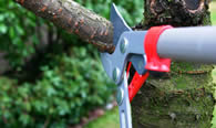 Tree Pruning Services in Indianapolis IN